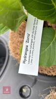 2 HYDRANGEA 'ZORRO' - 4
