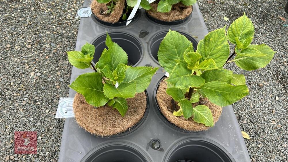 2 HYDRANGEA 'ZORRO'