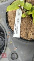 2 HYDRANGEA 'ZORRO' - 3