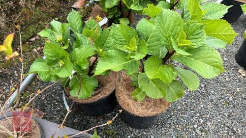 2 HYDRANGEA ZORRO
