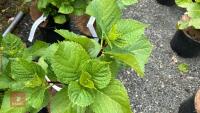 2 HYDRANGEA ZORRO - 2