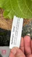 2 HYDRANGEA ZORRO - 3