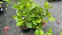 2 HYDRANGEA 'ETOILE VOILETTE'