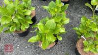 2 HYDRANGEA 'ETOILE VOILETTE' - 3