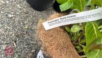 2 HYDRANGEA 'ETOILE VOILETTE' - 4