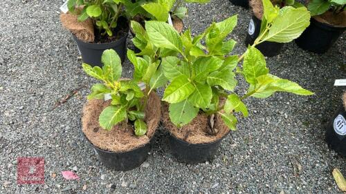 2 HYDRANGEA 'ETOILE VOILETTE'