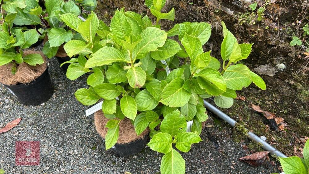 3 HYDRANGEA 'ETOILE VIOLETTE'