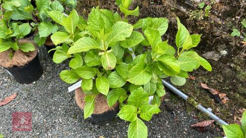 3 HYDRANGEA 'ETOILE VIOLETTE'