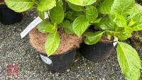 3 HYDRANGEA 'ETOILE VIOLETTE' - 3