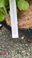 3 HYDRANGEA 'ETOILE VIOLETTE' - 4