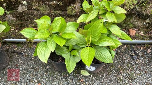 2 HYDRANGEA 'TELLER WHITE'