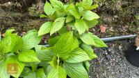 2 HYDRANGEA 'TELLER WHITE' - 2