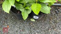 2 HYDRANGEA 'TELLER WHITE' - 3