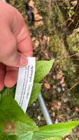 2 HYDRANGEA 'TELLER WHITE' - 4