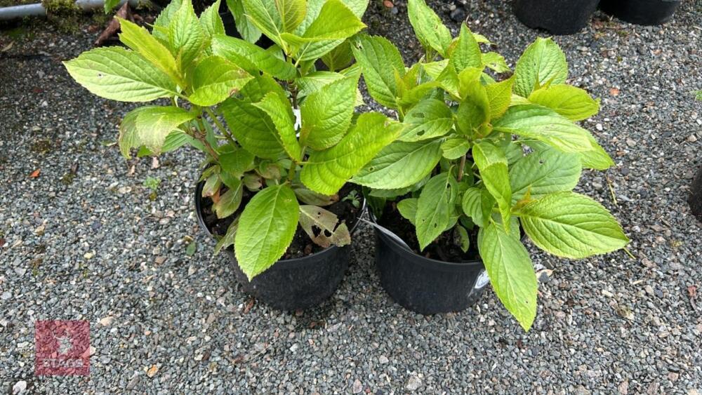 2 HYDRANGEA 'TELLER WHITE'