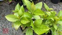 2 HYDRANGEA 'TELLER WHITE' - 2
