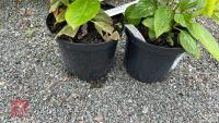 2 HYDRANGEA 'TELLER WHITE' - 3