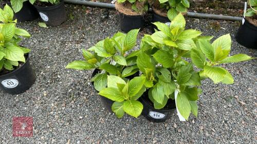 2 HYDRANGEA 'TELLER WHITE'