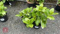 2 HYDRANGEA 'TELLER WHITE'
