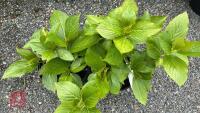 2 HYDRANGEA 'TELLER WHITE' - 2