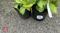 2 HYDRANGEA 'TELLER WHITE' - 3