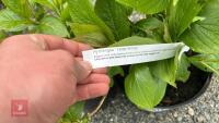 2 HYDRANGEA 'TELLER WHITE' - 4