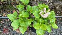 2 HYDRANGEA MACROPHYLLA - 2