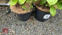 2 HYDRANGEA MACROPHYLLA - 3