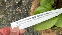 2 HYDRANGEA MACROPHYLLA - 4