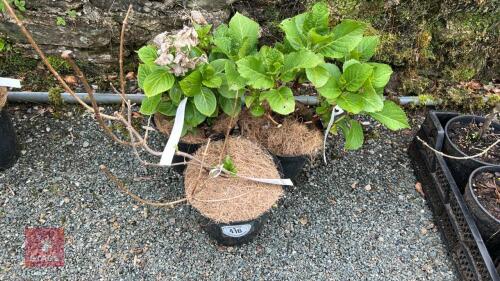 3 MIXED HYDRANGEAS