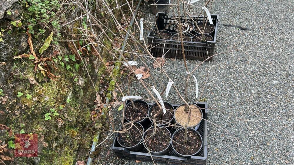 6 RHAMNUS CATHARTICA SHRUBS/TREES