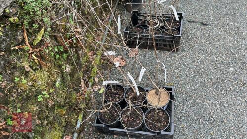6 RHAMNUS CATHARTICA SHRUBS/TREES
