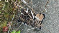 6 RHAMNUS CATHARTICA SHRUBS/TREES - 2