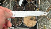 6 RHAMNUS CATHARTICA SHRUBS/TREES - 3