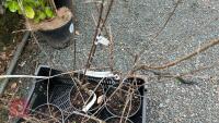 5 RHAMNUS CATHARTICA SHRUBS/TREES - 2