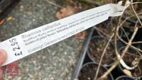 5 RHAMNUS CATHARTICA SHRUBS/TREES - 3