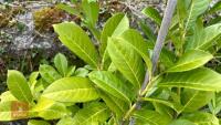 2 PRUNUS LAUROCERASUS SHRUBS - 2