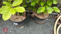 2 PRUNUS LAUROCERASUS SHRUBS - 3