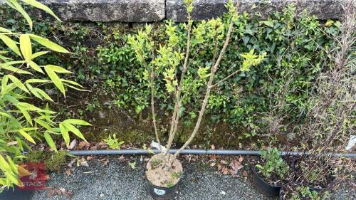 1 SYRINGA VULGARIS 'MADAME LEMOINE'