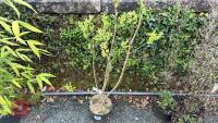 1 SYRINGA VULGARIS 'MADAME LEMOINE'