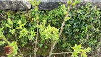 1 SYRINGA VULGARIS 'MADAME LEMOINE' - 2