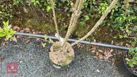 1 SYRINGA VULGARIS 'MADAME LEMOINE' - 3