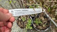 3 FARGESIA 'JIUZ HAIGOU' (BAMBOO) - 4