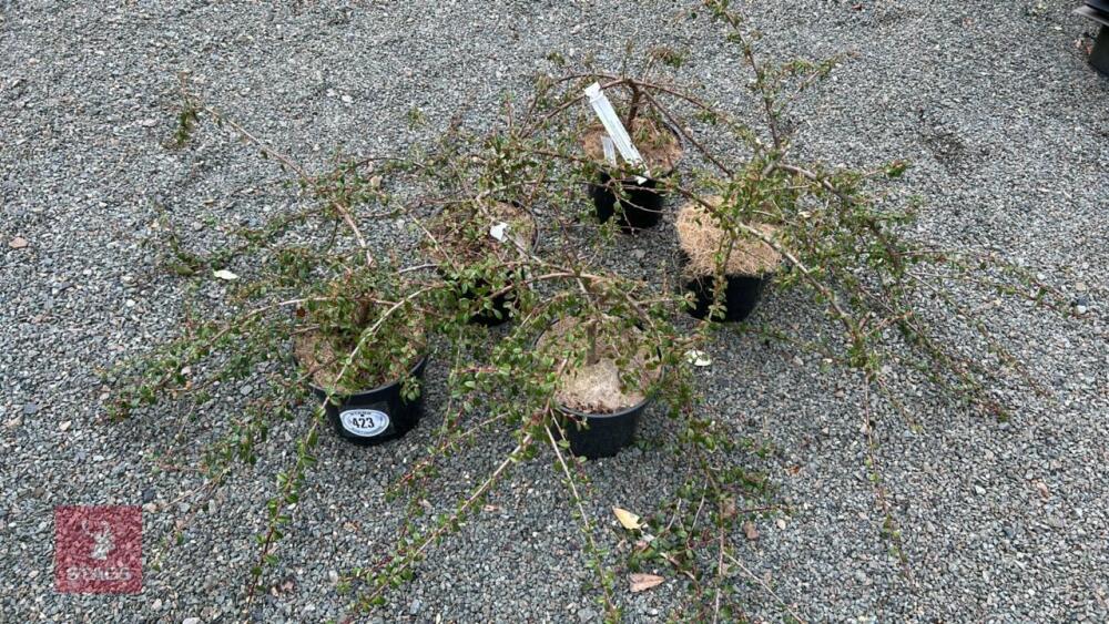 5 COTONEASTER 'CORAL BEAUTY' SHRUBS