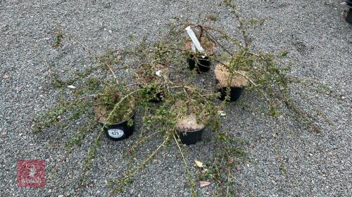 5 COTONEASTER 'CORAL BEAUTY' SHRUBS