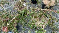 5 COTONEASTER 'CORAL BEAUTY' SHRUBS - 2