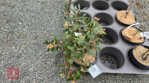 1 DRIMYS LANCEOLATA SHRUB