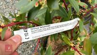 1 DRIMYS LANCEOLATA SHRUB - 3