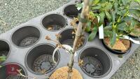 3 MIXED CHINESE SHRUBS - 2