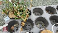 3 MIXED CHINESE SHRUBS - 3